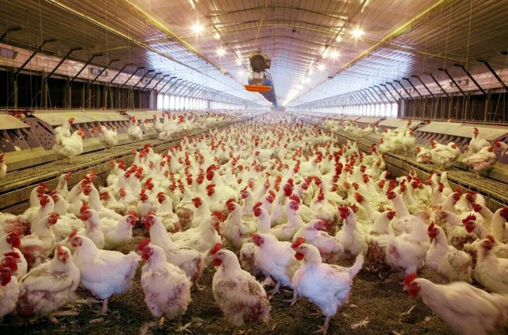 global poultry market same value as cloud services xxl